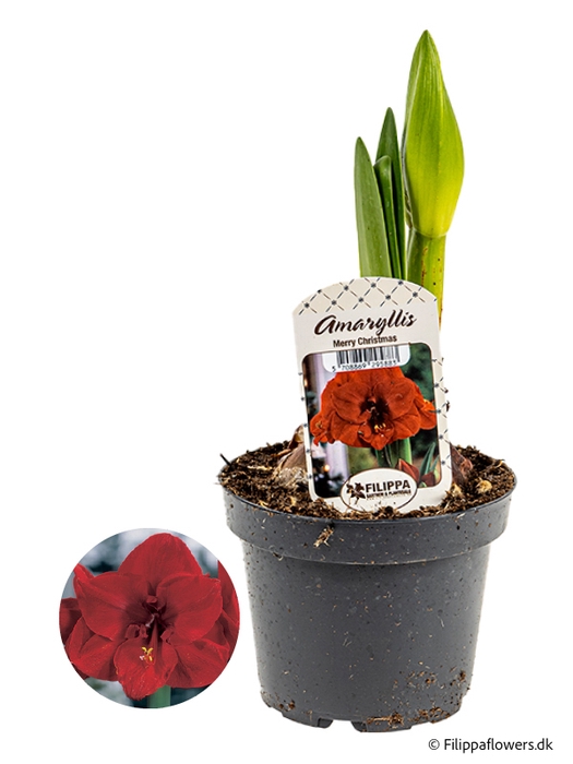 HIPPEASTRUM-HYBRID p13