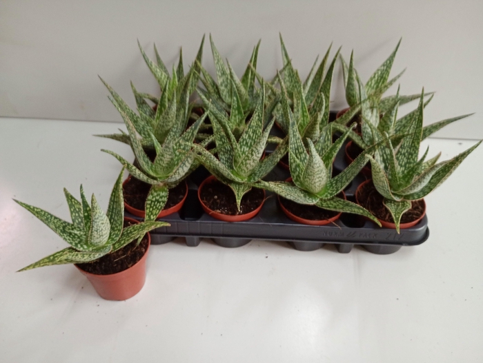 <h4>ALOE OV</h4>
