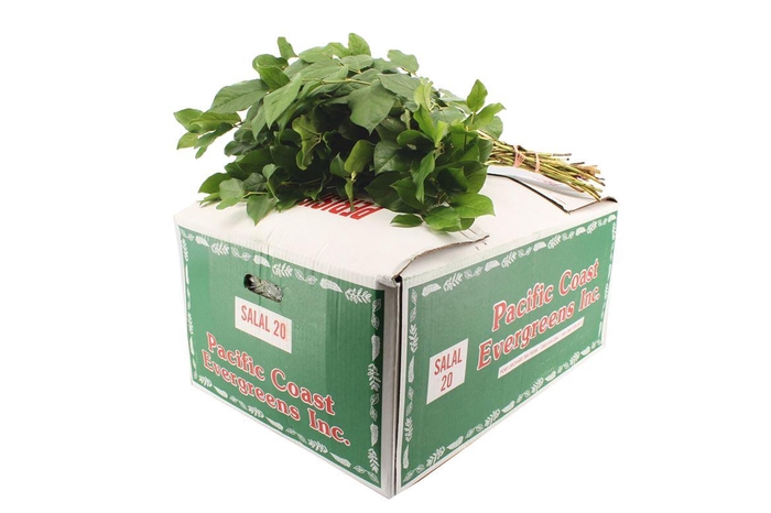 <h4>Salal Long</h4>