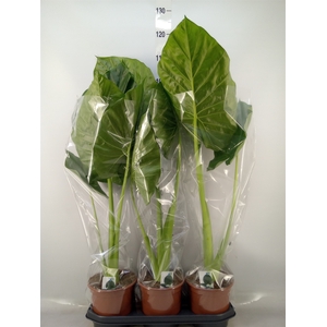 Alocasia macrorrhizos