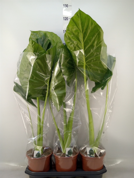 <h4>Alocasia macrorrhizos</h4>