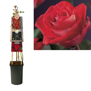 Rosa 'Red Climber' +3.0 label