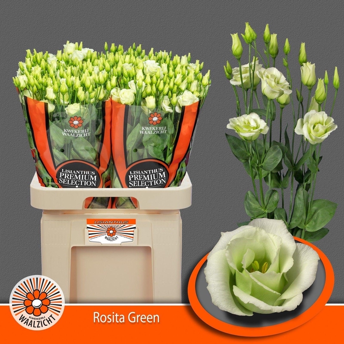 <h4>Lisianthus do rosita green</h4>