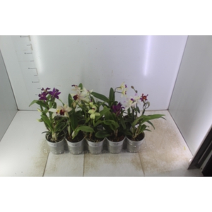 ORQUIDEA CATTLEYA MINI P12