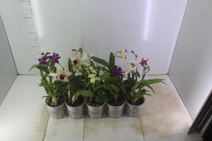 <h4>ORQUIDEA CATTLEYA MINI P12</h4>