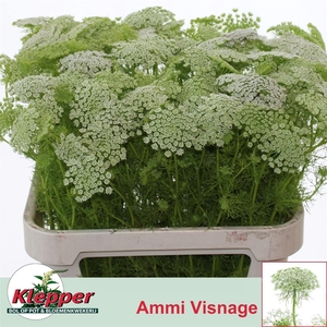 Ammi Vis Casablanca