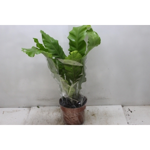 ASPLENIUM NIDUS P17