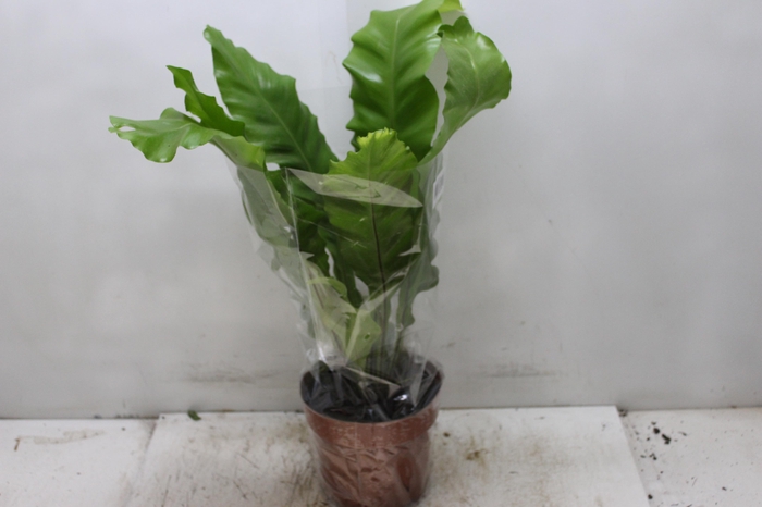 <h4>ASPLENIUM NIDUS P17</h4>