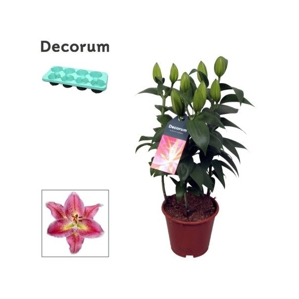 <h4>Lilium Or Reeleeze 13cm</h4>