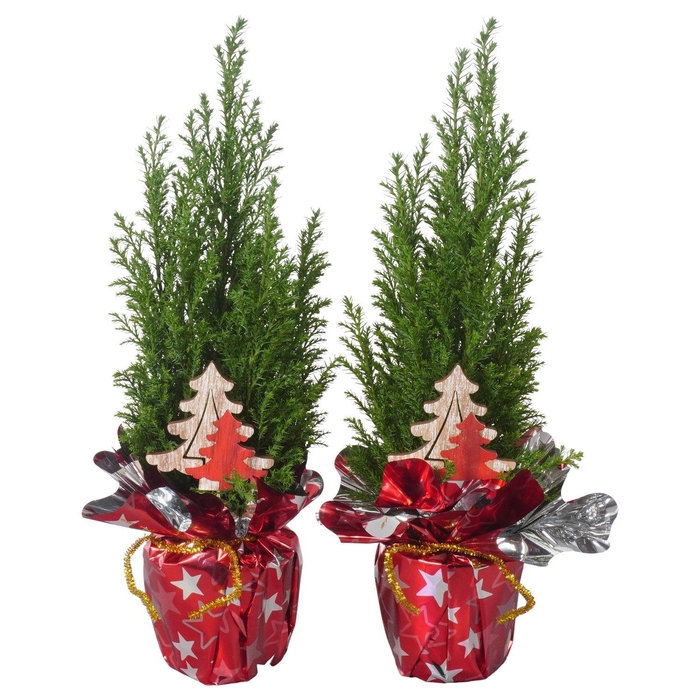 <h4>PTK25113 Ellwoodii in rondella folie met decoratie</h4>