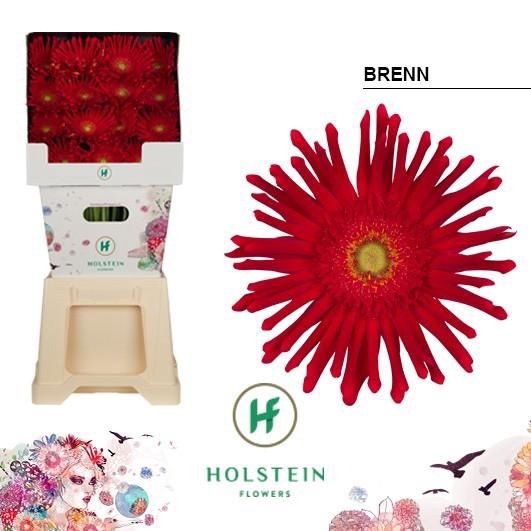 <h4>Gerbera Pasta Brenn Diamond</h4>