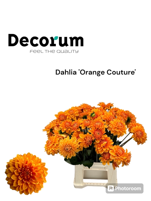 <h4>Dahlia Orange 566</h4>