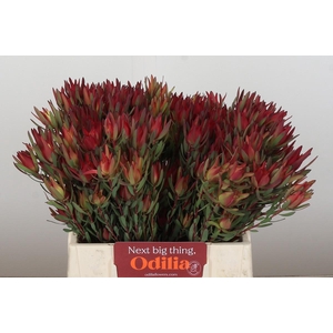 Leucadendron Blush Spray