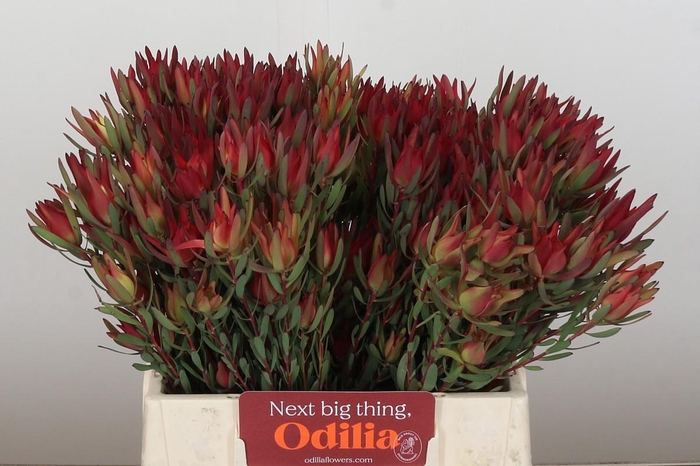 <h4>Leucadendron Blush Spray</h4>