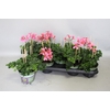 Pelargonium Cascade Appelblossom