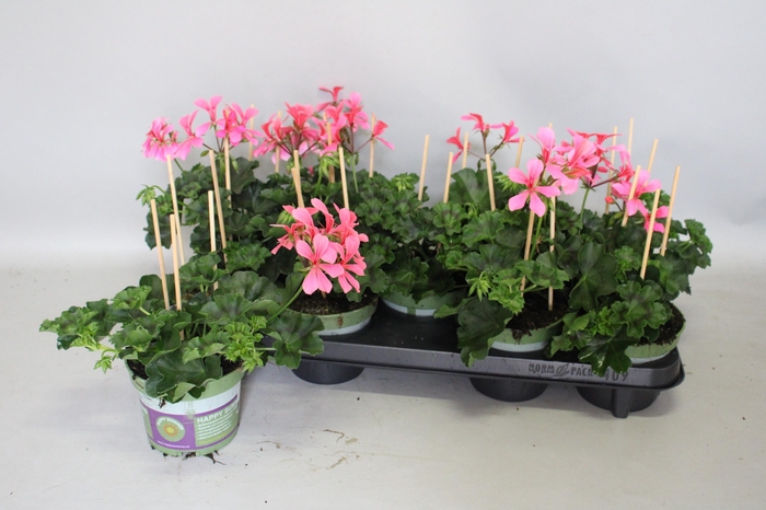 Pelargonium Cascade Appelblossom
