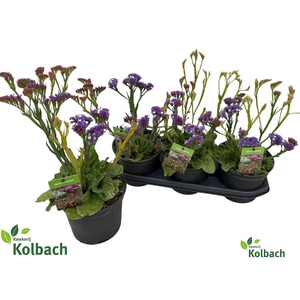 LIMO LATIFOLIUM