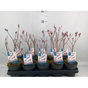 Salix gracilistyla 'Mt. Aso'