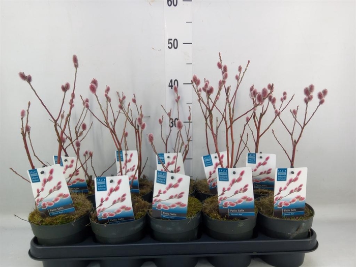 <h4>Salix gracilistyla 'Mt. Aso'</h4>