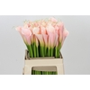 Zantedeschia Eydolls Salmon