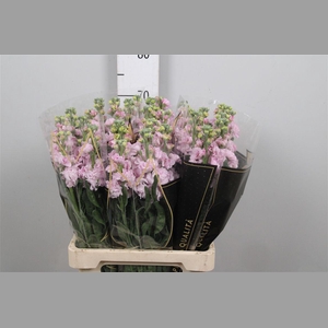 Matth Iron * Premium* Light Pink