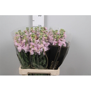 Matth Iron * Premium* Light Pink