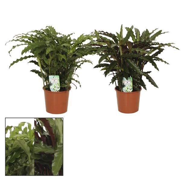 <h4>Calathea 17cm Grassmix Rhythm of Nature</h4>