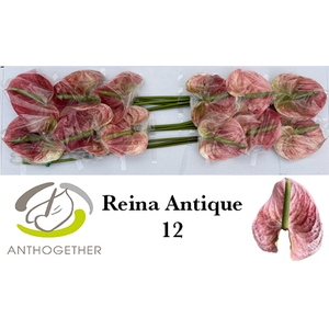 ANTH A REINA ANTIQUE 12