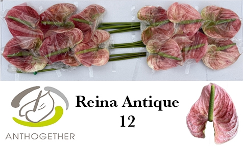 <h4>ANTH A REINA ANTIQUE 12</h4>