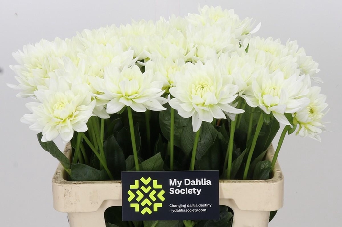 <h4>Dahlia Karma M. Zwaan</h4>