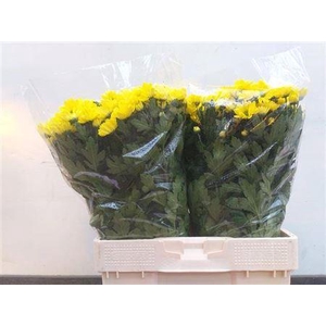 XXXX CHR T BALTICA YELLOW    SF