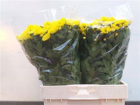 <h4>XXXX CHR T BALTICA YELLOW    SF</h4>