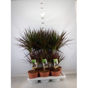 Dracaena marg. 'Magenta'