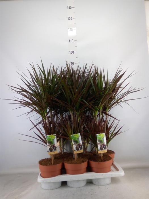 <h4>Dracaena marg. 'Magenta'</h4>