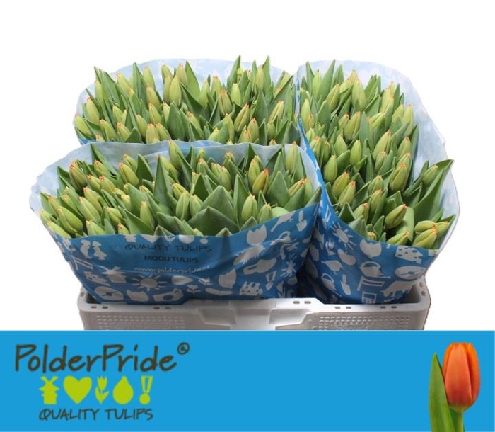 <h4>TU EN TRIPLE A</h4>