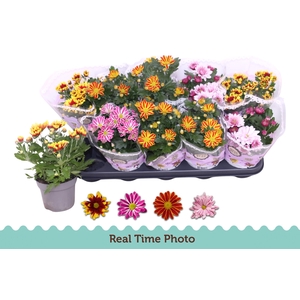 CHRYS GEM 2 KL BLOEM