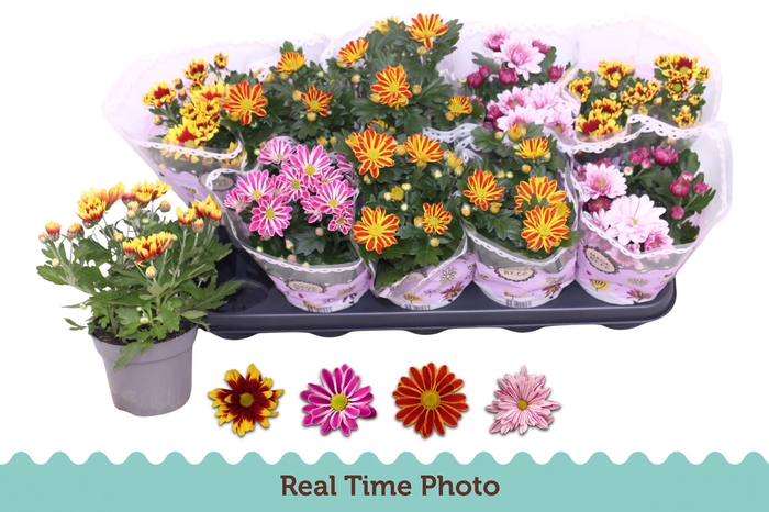 <h4>CHRYS GEM 2 KL BLOEM</h4>