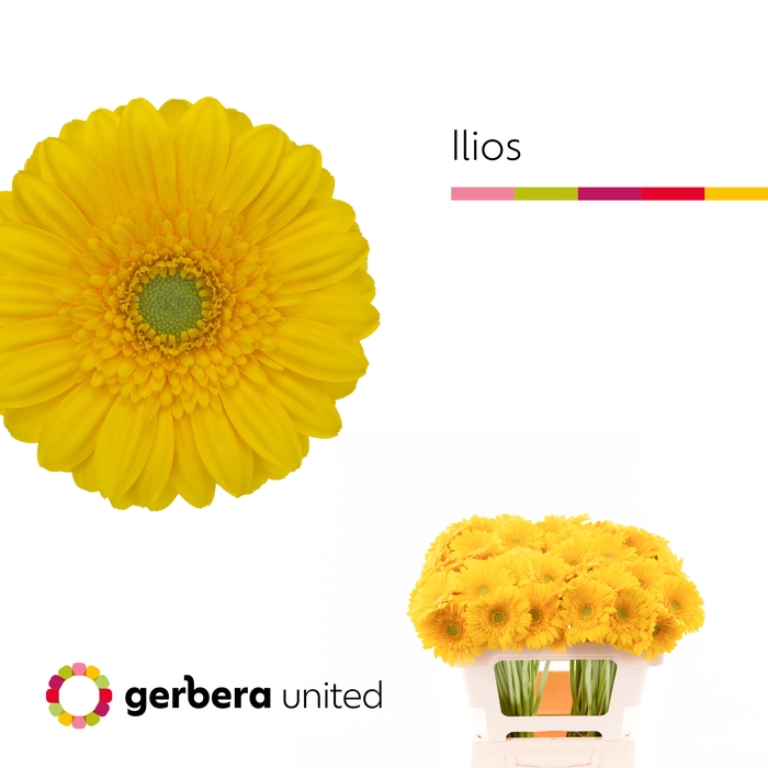 <h4>Germini Ilios Water</h4>