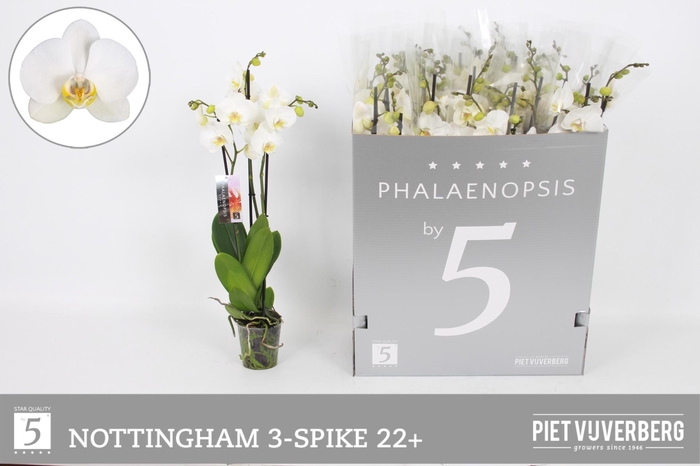 <h4>PHAL AN NOTTINGHAM</h4>