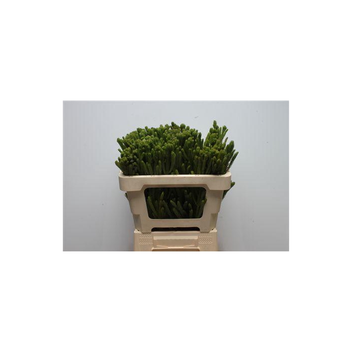 <h4>Kaaps Brunia Albiflora Green</h4>