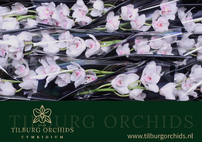 <h4>CYMB T DOS PUEBLOS</h4>