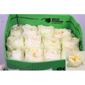 R Gr Antonia Garden Ec