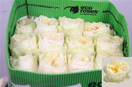 R Gr Antonia Garden Ec