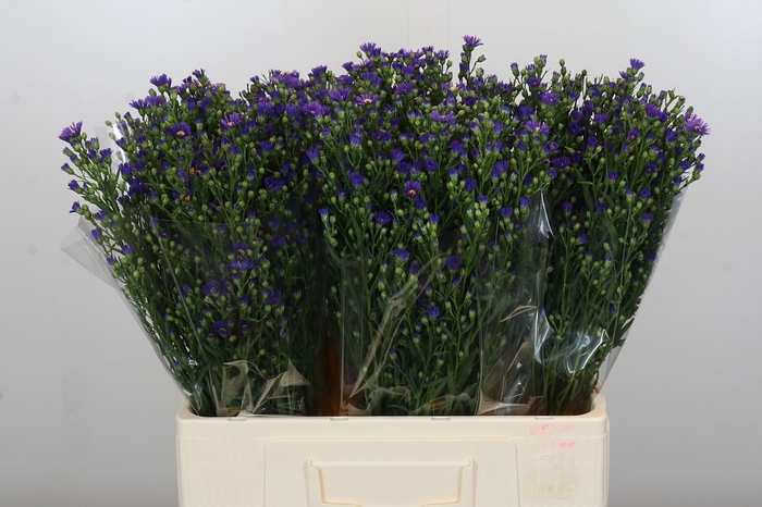 <h4>Aster Casamare</h4>
