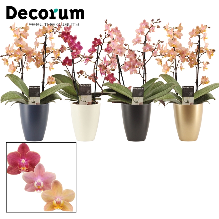 <h4>Phalaenopsis perfíum 2+ tak mix in Carly (Neo Architect-coll.)</h4>