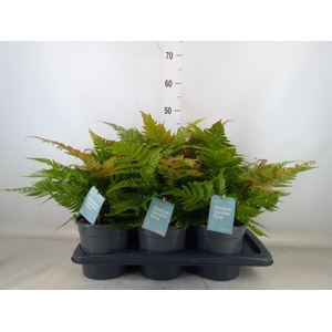 Dryopteris erythrosora