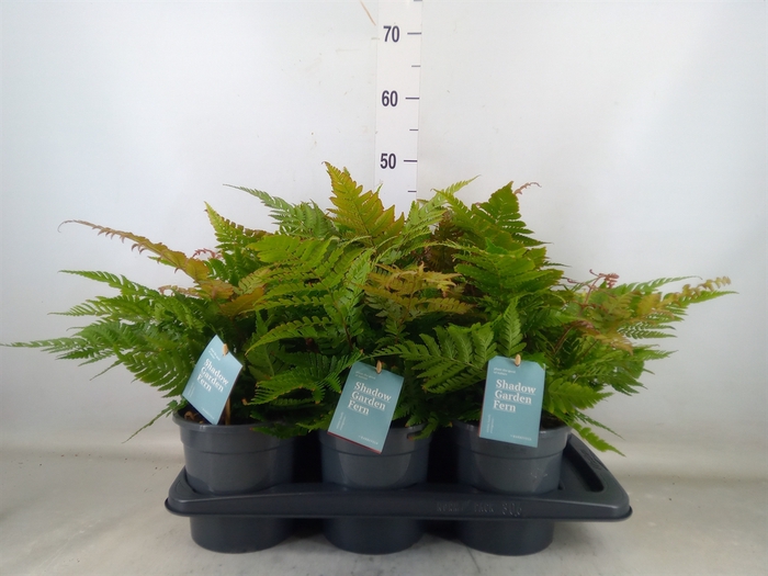 <h4>Dryopteris erythrosora</h4>
