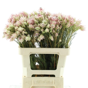 Serruria Brides Rose 2-5