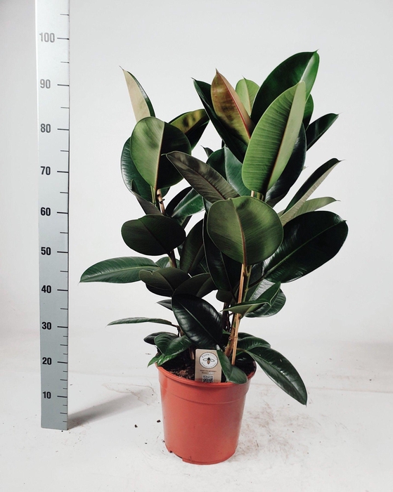 <h4>FIC EL ROBUSTA</h4>