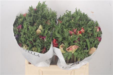 <h4>Anemone Mistral Mixed In Bunch</h4>